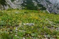Colorful alpine rock garden with yellow and blue flowers under Crna Prst