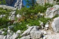 Colorful alpine wild garden in the rocks in Vrata valley in Julian alps