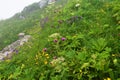 Colorful alpine wild garden under Crna Prst in Julian alps