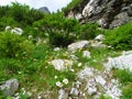 Colorful alpine wild garden with yellow and white daisy flowers