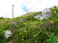 Colorful alpine wildgarden with yellow, purple and pink flowers