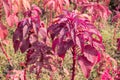 Colorful Amaranthus tricolor in the garden.Brilliant red shades of Amaranthu.