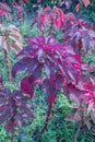 Colorful Amaranthus tricolor in the garden.Brilliant red shades of Amaranthu.