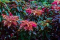 Colorful Amaranthus tricolor plant in a garden.Common known as edible amaranth plant.Brilliant red shades of Amaranthu.