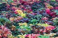 Colorful Amaranthus tricolor plant in a garden.Common known as edible amaranth plant.