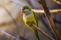 Colorful amazon parrot at sunset light Royalty Free Stock Photo