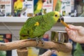 Amazon Parrot in a Petstore