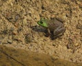 Colorful American bullfrog