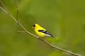 Colorful American Goldfinch Bird in a natura Perch in Mating Sea