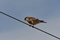 Female American Kestrel hawk perched on a wire Royalty Free Stock Photo