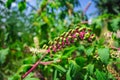 Colorful american pokeweed plant in a garden in Croatia during summer