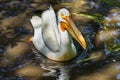 Colorful American White Pelican Reflection Florida