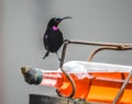 Colorful Amethyst sunbird or black bird or Chalcomitra amethystina feeding from a bird feeder in a garden