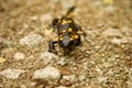 The fire salamander on the rocky forest road, Slovakia