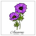 Colorful Anemone flower. Hand-drawn poppy flower for invitation cards, greeting cards, posters, scrapbooking, print, etc