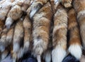 Colorful animal fur