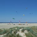 Colorful Animal Kites with Different Shapes Flying at a Beach in Denmark