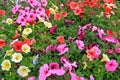 Colorful Annuals Flowers Royalty Free Stock Photo