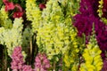 Colorful Antirrhinum or Snapdragon Flowers