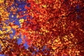 colorful antumn red yellow maple leaves against blue sky Royalty Free Stock Photo