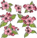 Colorful apple blossom with buds and leaves. Set of hand drawn colorful apple flowers.