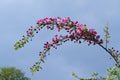 Colorful apple tree in a garden in spring in Denmark