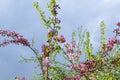 Colorful apple tree in a garden in spring in Denmark