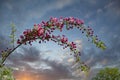 Colorful apple tree in a garden in spring in Denmark