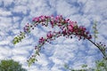 Colorful apple tree in a garden in spring in Denmark