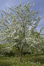 Colorful apple tree