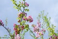 Colorful apple tree in a garden in spring in Denmark