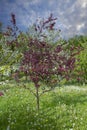 Colorful apple tree in spring in Denmark