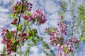 Colorful apple tree in a garden in spring in Denmark