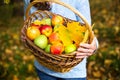 Colorful apples in a basket in the hands of a farmer woman. Autumn background, fallen leaves, maple. Harvesting in the village, Royalty Free Stock Photo