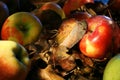 Colorful apples and leaves