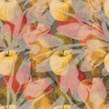 Colorful apples with shade tulips on beige background. Seamless pattern for decor. Royalty Free Stock Photo