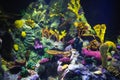 Colorful aquarium background with underwater plants