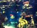 Colorful aquarium, showing different colorful fishes swimming Royalty Free Stock Photo