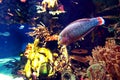 Colorful aquarium, showing different colorful fishes swimming Royalty Free Stock Photo