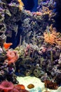 Colorful aquarium, showing different colorful fishes swimming Royalty Free Stock Photo