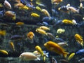 Colorful aquarium, showing different fishes swimming in dark water. Royalty Free Stock Photo