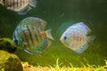 Colorful aquarium, showing different colorful fishes swimming Royalty Free Stock Photo