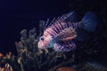 Colorful aquarium, showing different colorful fishes swimming Royalty Free Stock Photo