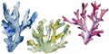 Colorful aquatic underwater nature coral reef. Watercolor background set. Isolated corals illustration element.