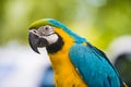 Blue and gold macaw - Ara ararauna - Colorful Parrot Royalty Free Stock Photo