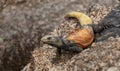 Colorful Arizona Desert Chuckwalla Lizard Royalty Free Stock Photo