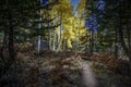 Colorful Arizona hiking trail among quaking aspen in autumn