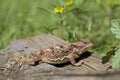 Colorful Arizona Horned Toad Royalty Free Stock Photo