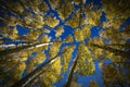 Colorful Arizona quaking aspen in autumn