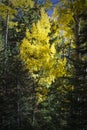 Colorful Arizona quaking aspen and pine forest in autumn